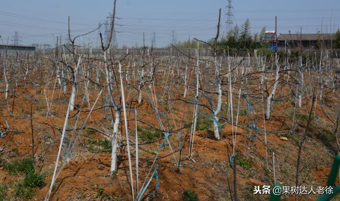 樱桃好吃树难栽下一句谚语是什么,樱桃好吃树难栽后一句是啥