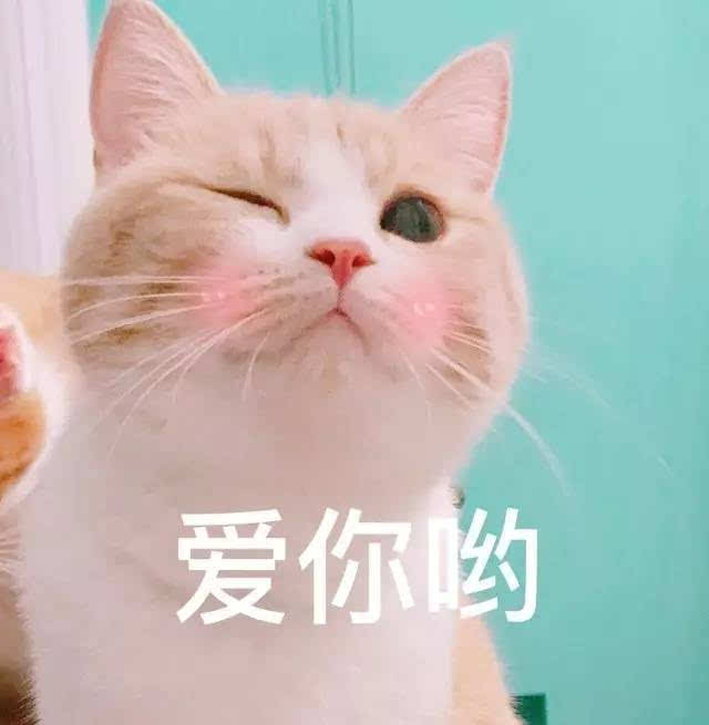 带你了解你家猫主子,猫咪的迷惑行为你家主子中招了吗