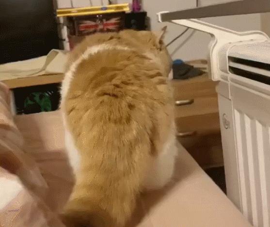 俄罗斯猫敢惹吗,俄罗斯猫有多凶猛