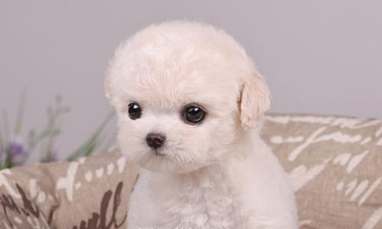 泰迪最怕的几件事是什么,如果泰迪返灰返的不好咋办