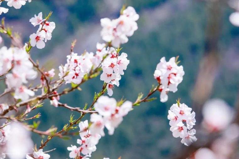 王安石写过哪些关于春天的诗,王安石描写春天的两字诗求回答