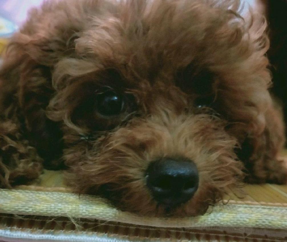 狗狗难产自己怎么处理方法图解,狗狗难产如何自救