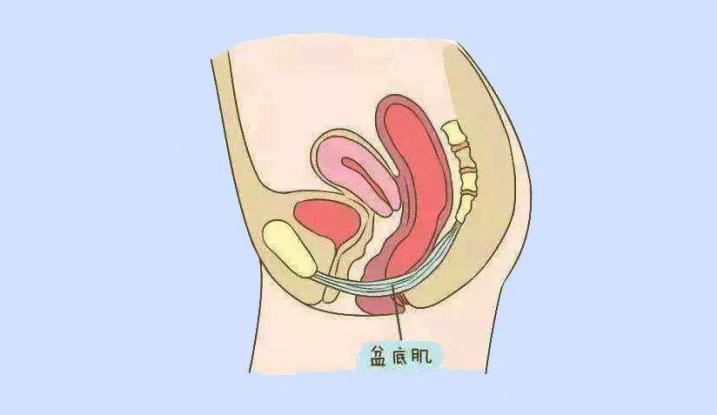 产后修复盆底肌凯格尔运动广告,产后盆底肌修复操视频教程全套