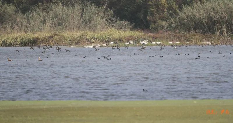 崇明岛西沙湿地公园视频,崇明西沙湿地公园芦苇荡