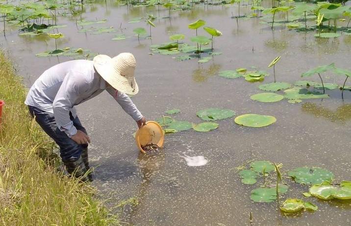 藕田养殖泥鳅存活率,泥鳅池塘种植技术和管理
