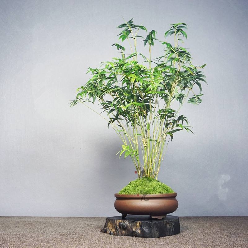 没有院子养不活的植物,既能放盆里又好养的竹子