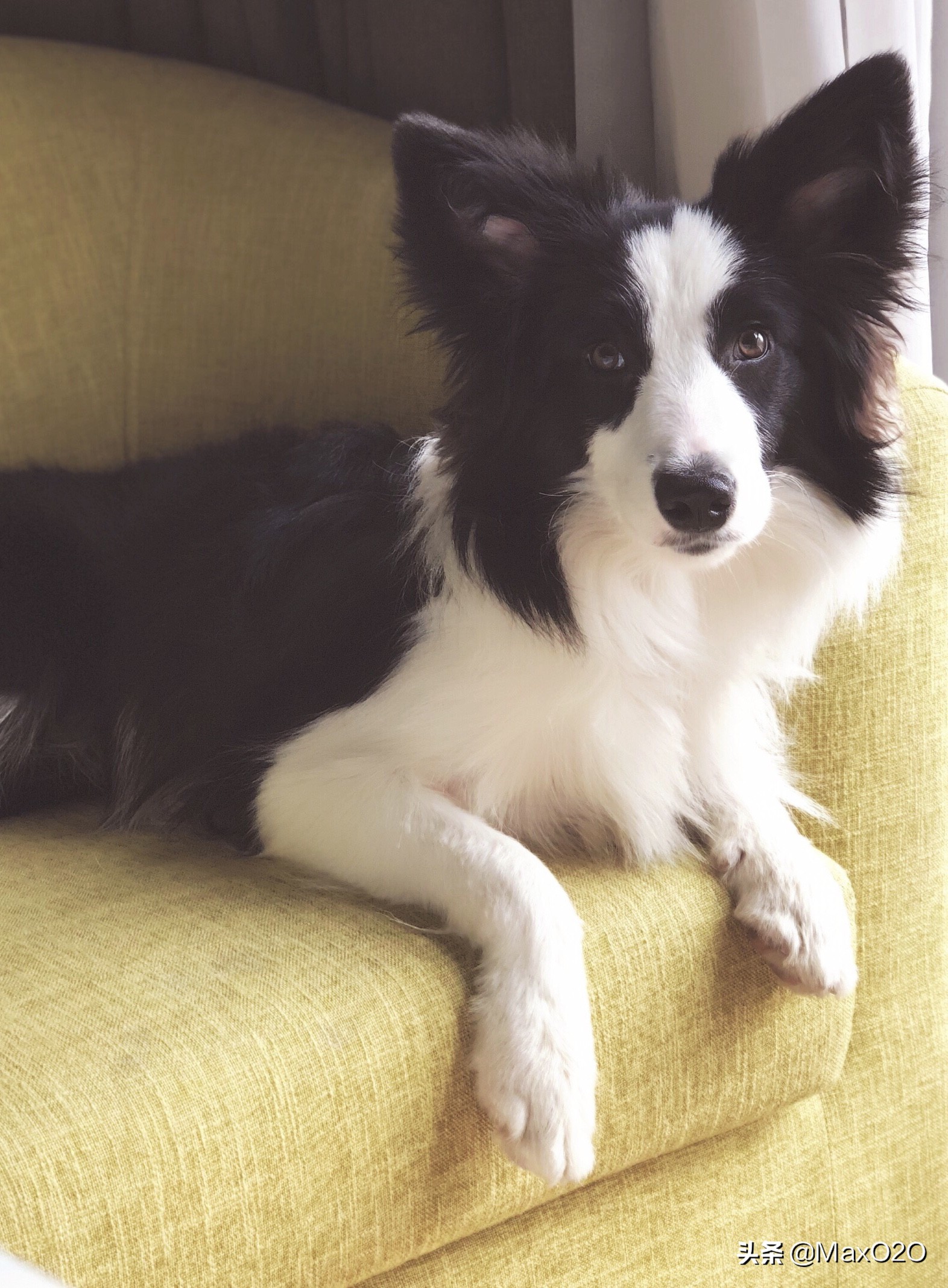 因为一条狗，闺蜜和我绝交了