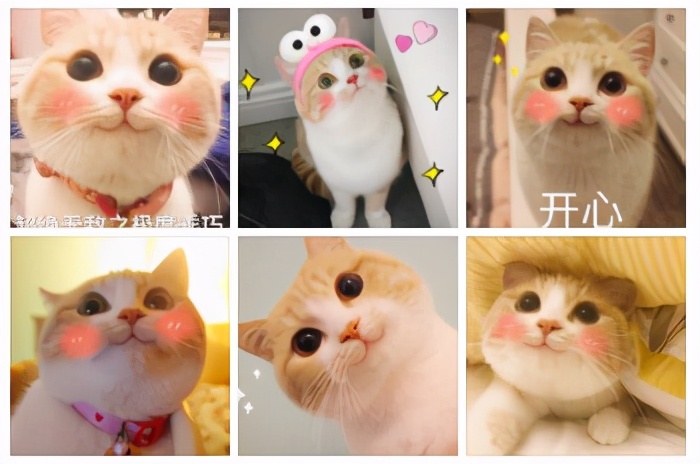 猫咪会笑得肚子疼吗,猫咪会笑的特效怎么弄