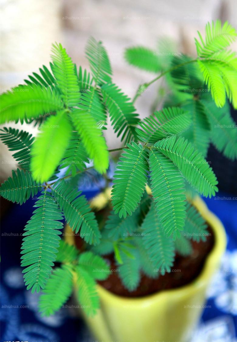 如何选择家中花卉植物盆栽,家庭常见的盆栽花卉的养护与管理