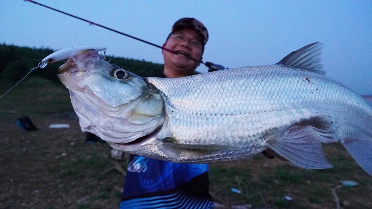 蓝旗鱼路亚翘嘴用什么饵,蓝旗鱼路亚翘嘴技巧视频