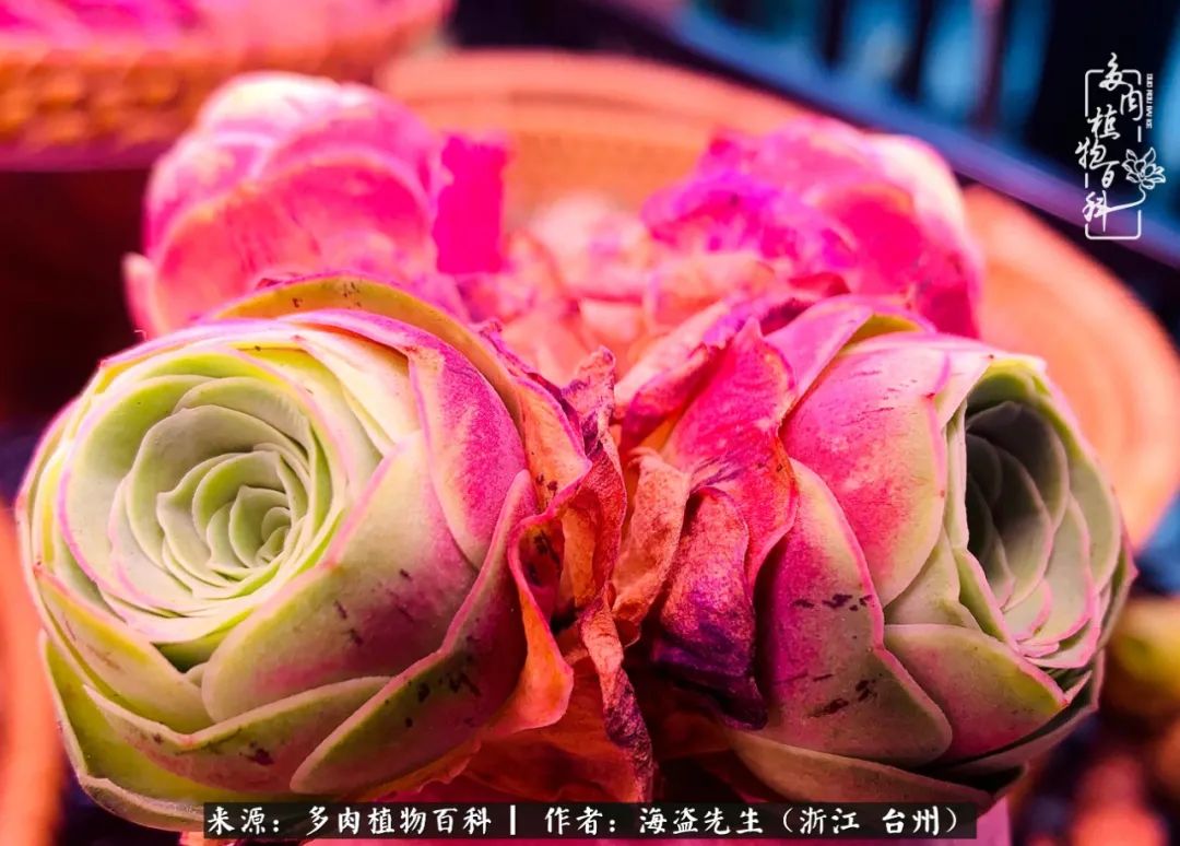 山地玫瑰养护顺口溜,山地玫瑰的养护种植注意事项视频