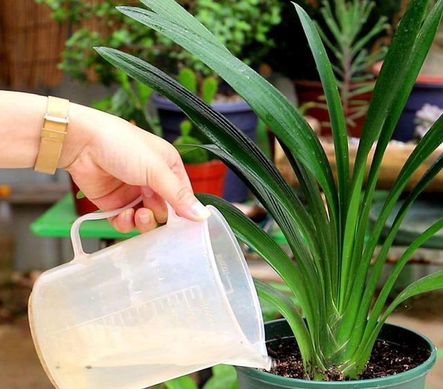 绿萝浇黄豆水的正确方法,绿萝用黄豆水来做肥料真的很好吗