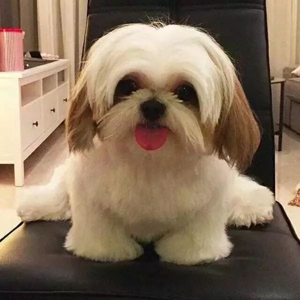 养纯种还是混血狗,养纯种狗