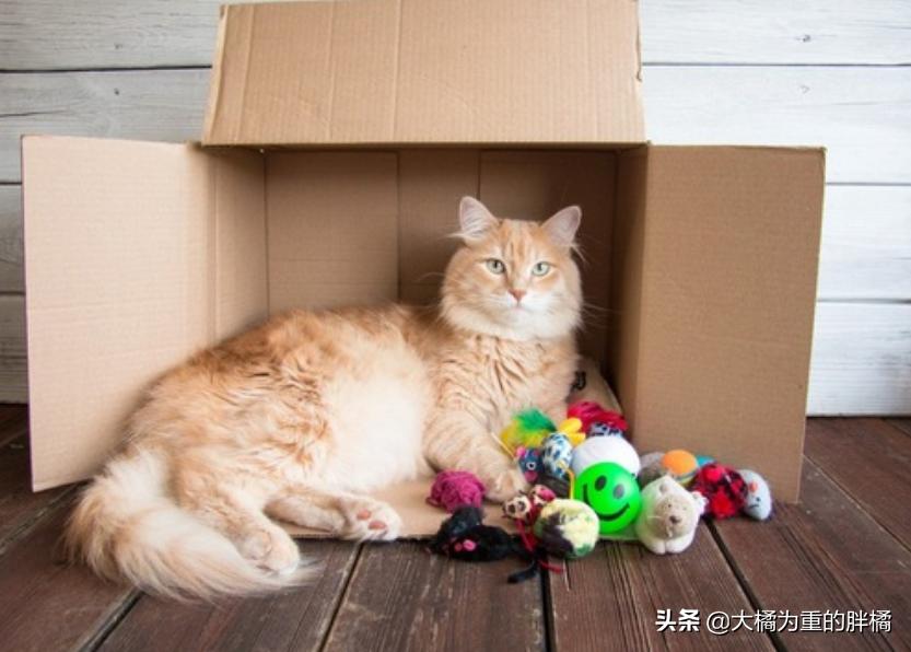 如果猫咪在家里乱蹦乱跳会怎么办,如果你家猫咪调皮怎么办