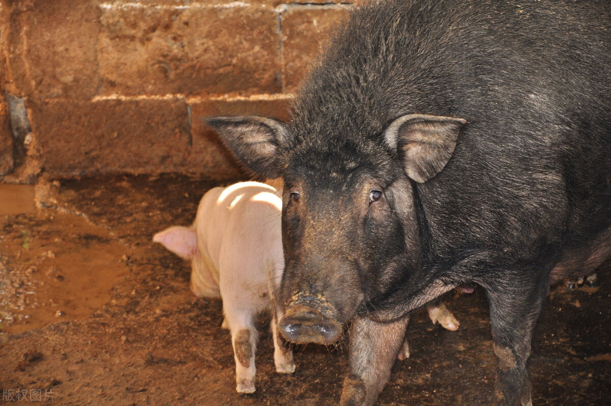 养猪大王2018,养猪大王致富经