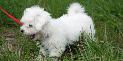 适合老年人养的狗排行榜,适合老人养的狗好养活的品种