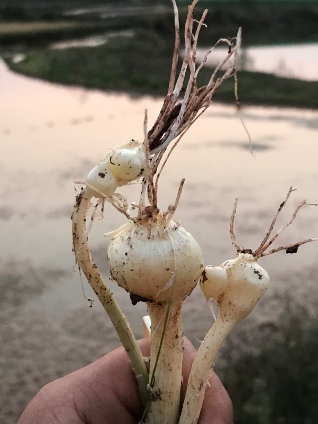 麻辣豆腐鱼正宗川味,香辣原味豆腐鱼