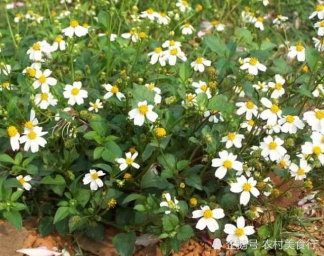 农村的鬼针草,农村有一种野草叫鬼针草能吃么