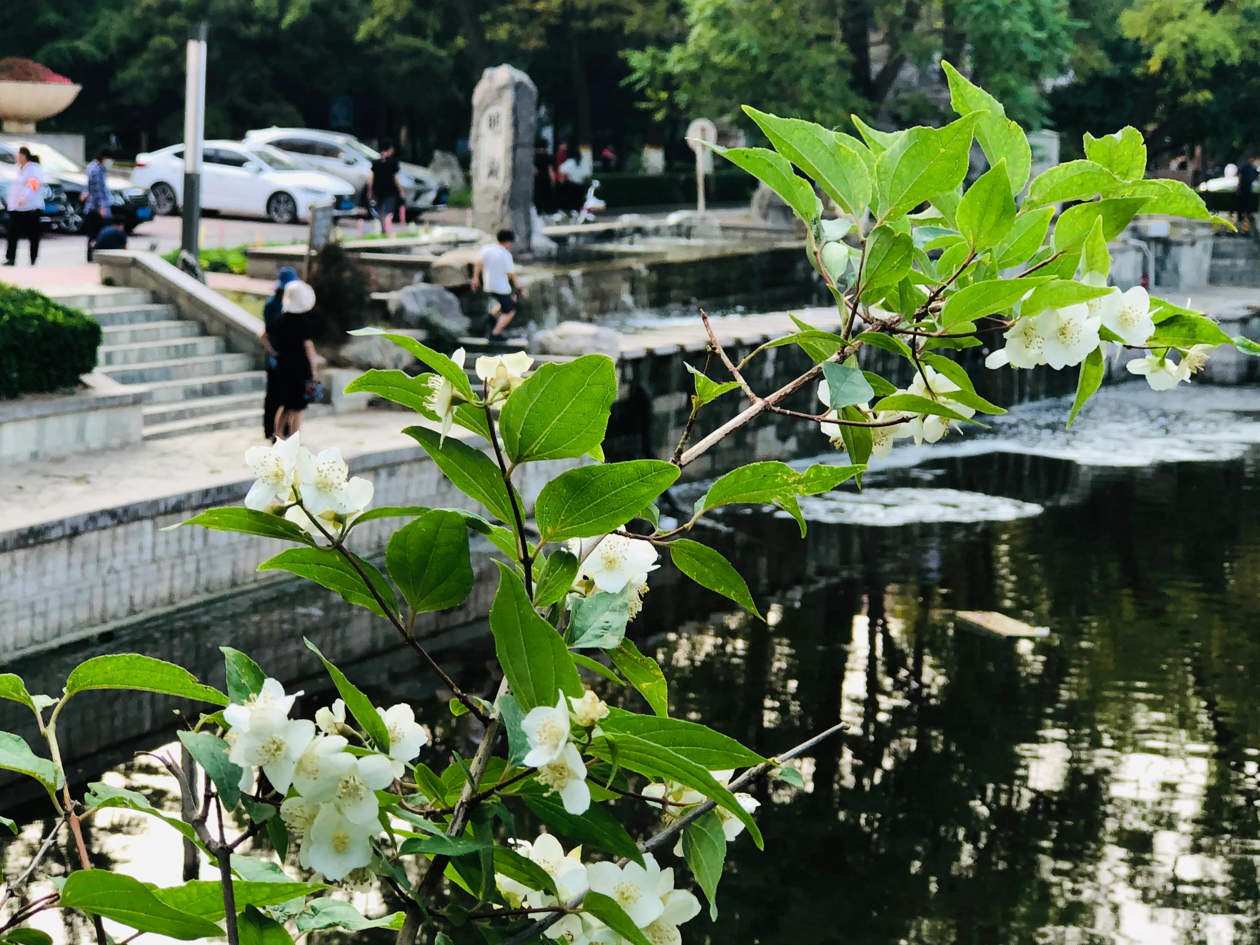 具有传奇故事的太平花你听说过吗？见过吗？