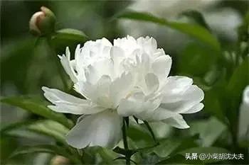 芍药和赤芍白芍有什么区别,白芍与赤芍和芍药的药效区别