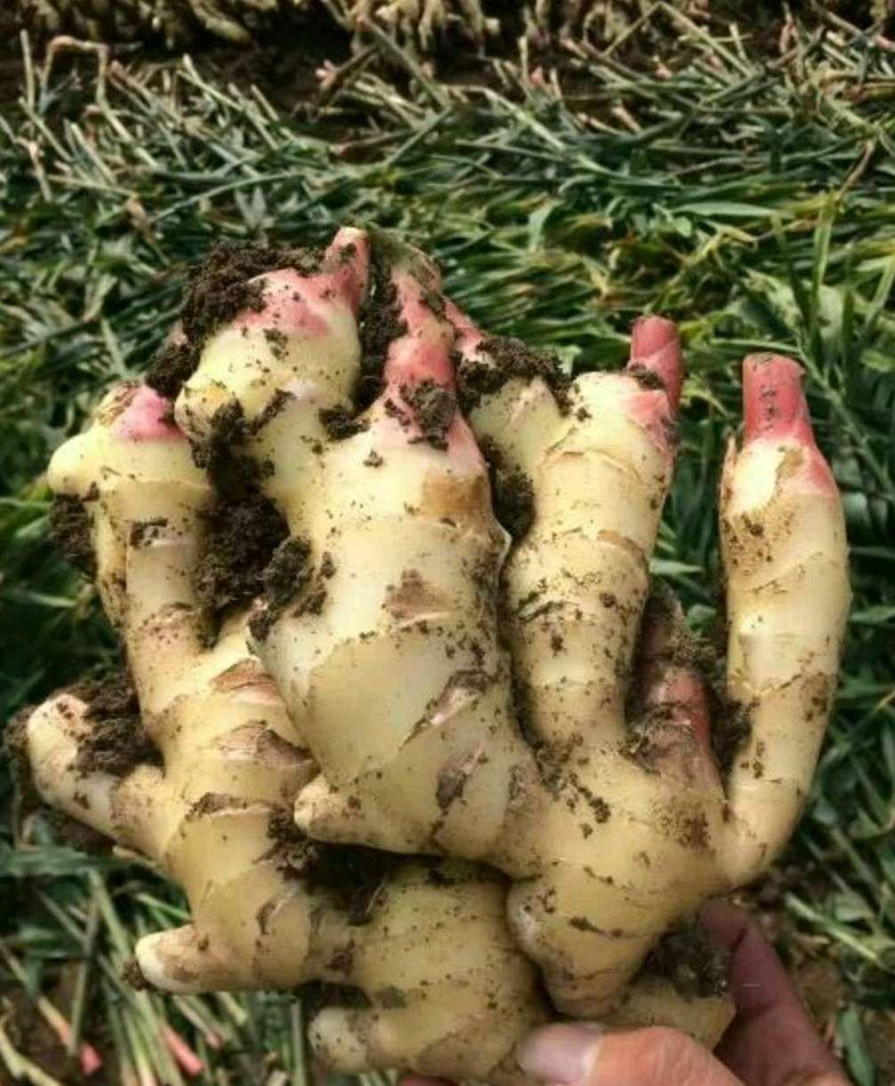 生姜发芽了拿去种,生姜种在树叶下