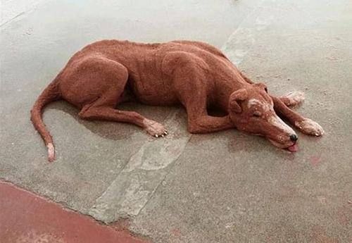 老外沙雕动物视频,外国人沙雕模仿动物