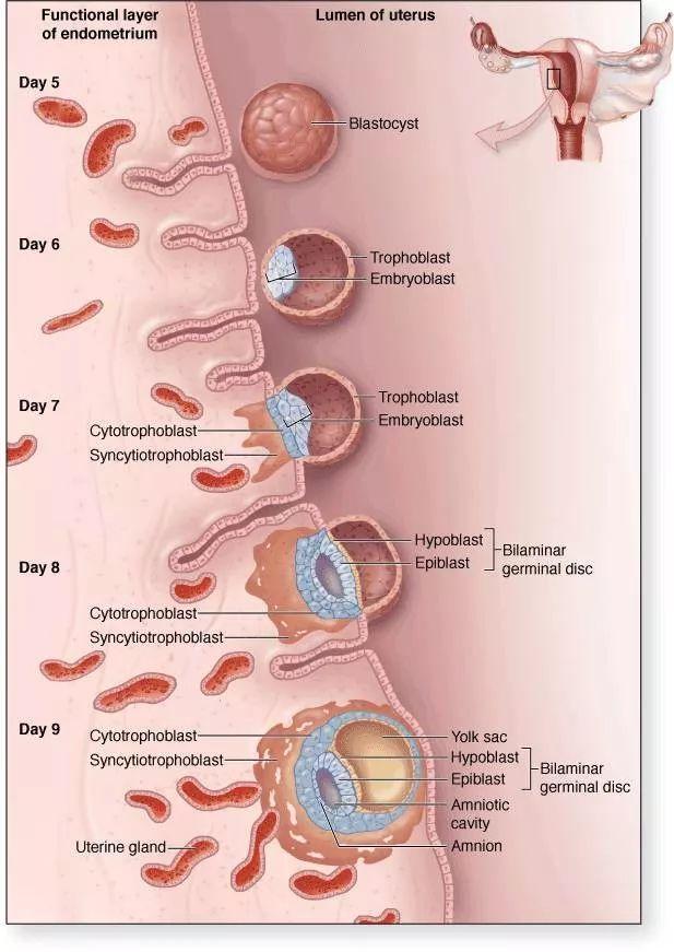 移植后神秘的14天,胚胎会发生哪些变化