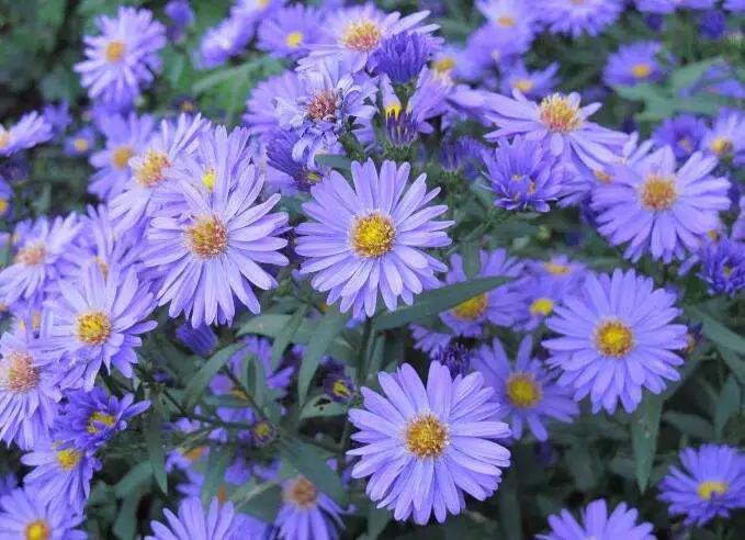 50种·蓝紫色系植物,尊享高贵典雅浪漫的视觉盛宴