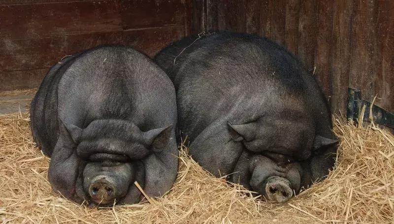 夏天猪中暑不吃食怎么治疗,小鸡中暑肚子胀气如何快速解决