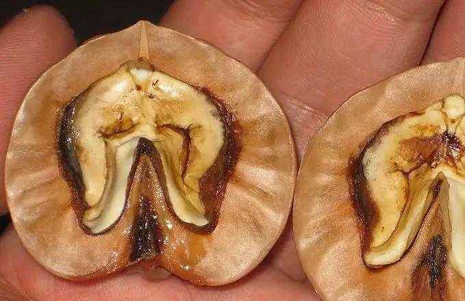 文玩核桃尖部开裂怎么处理,文玩核桃苹果园纹理会开裂吗