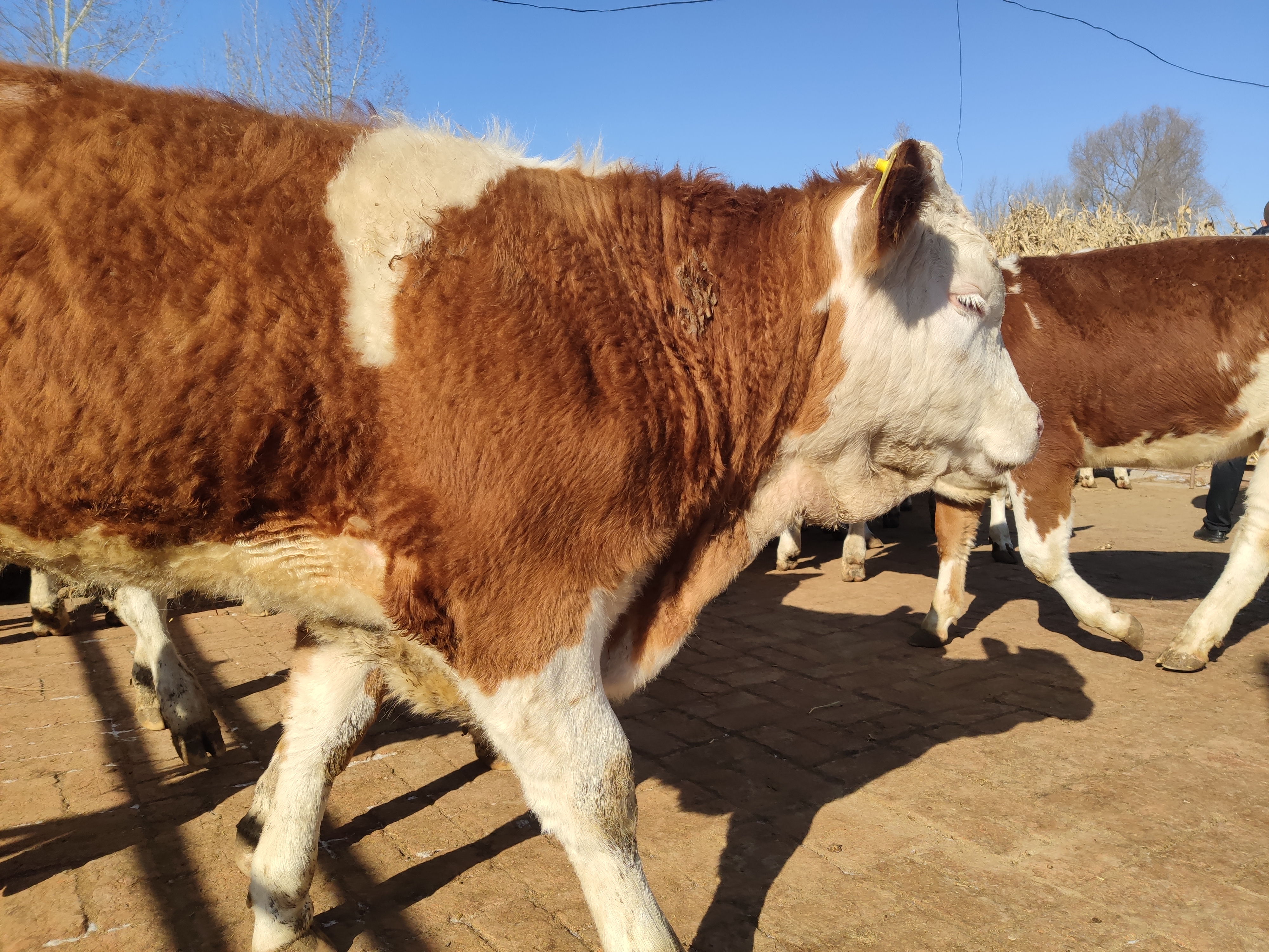 新手养牛是养母牛还是育肥牛好,什么样的母牛最好