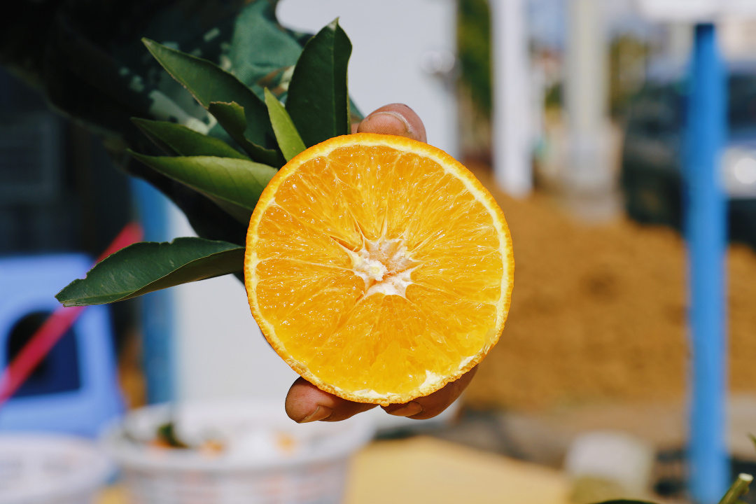 连江长龙美人橙,连江长龙红美人柑橘