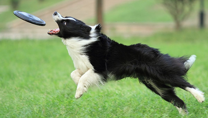 边牧犬的优点和缺点有哪些？成也聪明，败也聪明