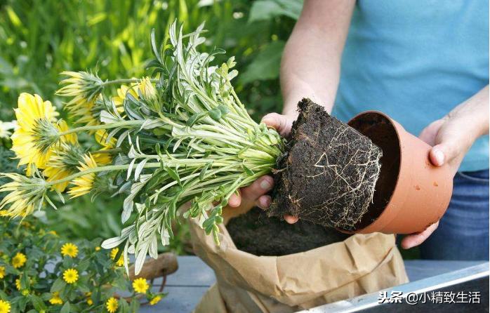 花草蔫了的原因,花草为什么烂根黄叶