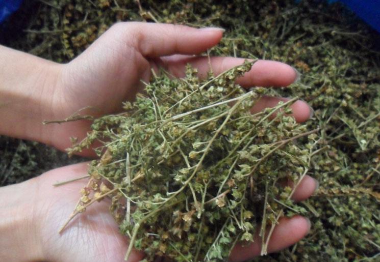 解酒神草,解酒最快的草