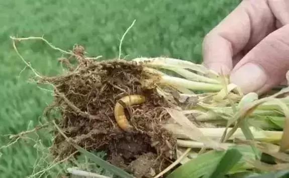 蔬菜苗期地下害虫防治,蔬菜害虫最佳防治方法