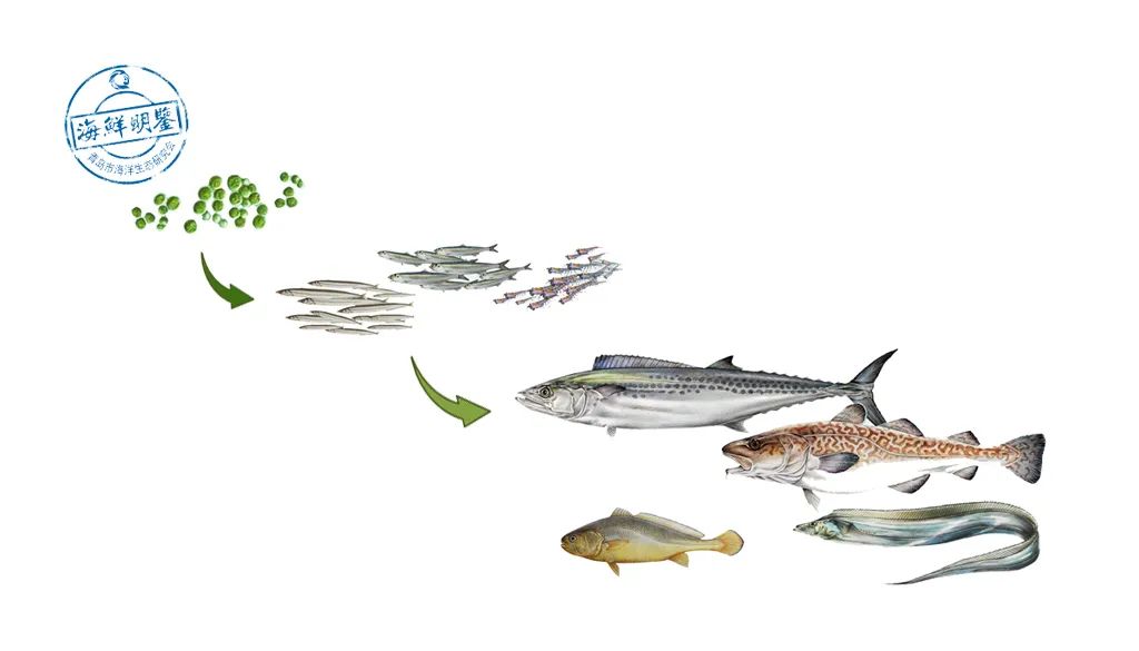 长寿鱼为什么建议避免食用,好健康的长寿鱼