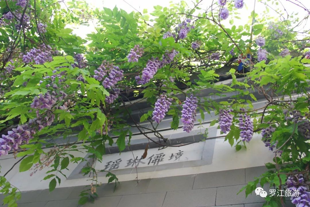 罗江赏梅花,罗江的礼物去哪买