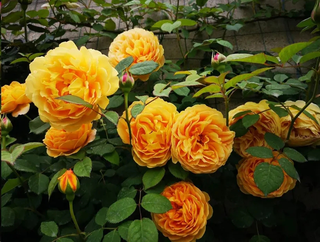 月季畸形花是怎么回事,月季叶片整株掉什么原因