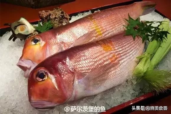 各种寿司纯鲜三文鱼刺身,日本传统寿司都用什么鱼