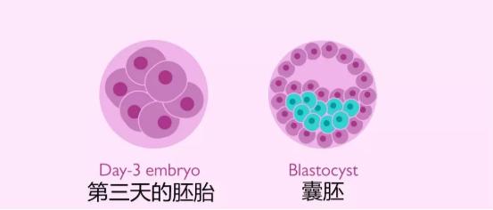 移植后打了hcg针后几天验孕准确,试管移植后要躺几天可以验孕