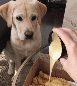 第1次想养纯种狗应该怎么挑,纯种狗和不纯种哪个好养