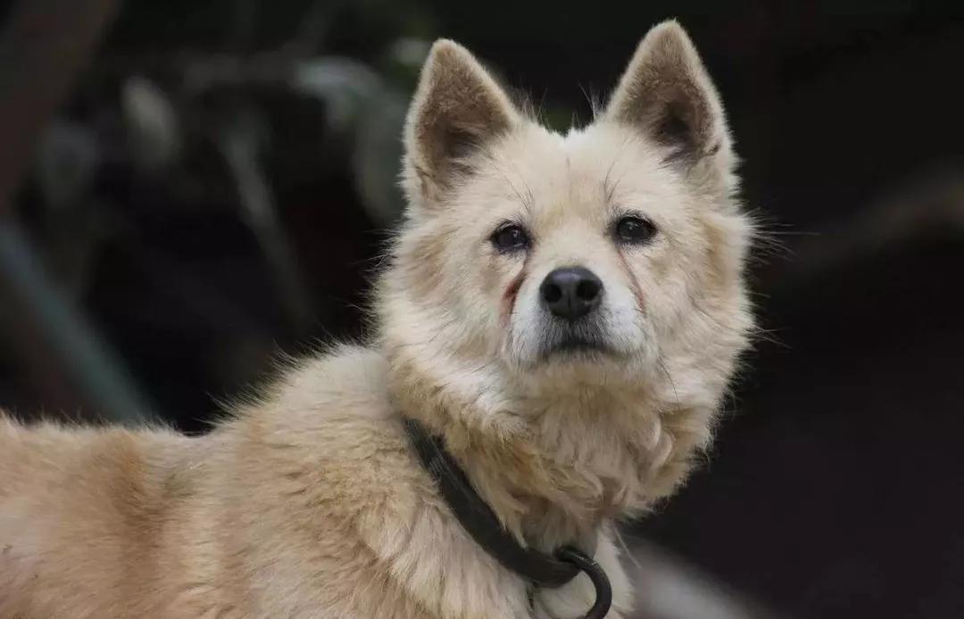 生活养花小妙招,昙花叶片变厚的秘诀