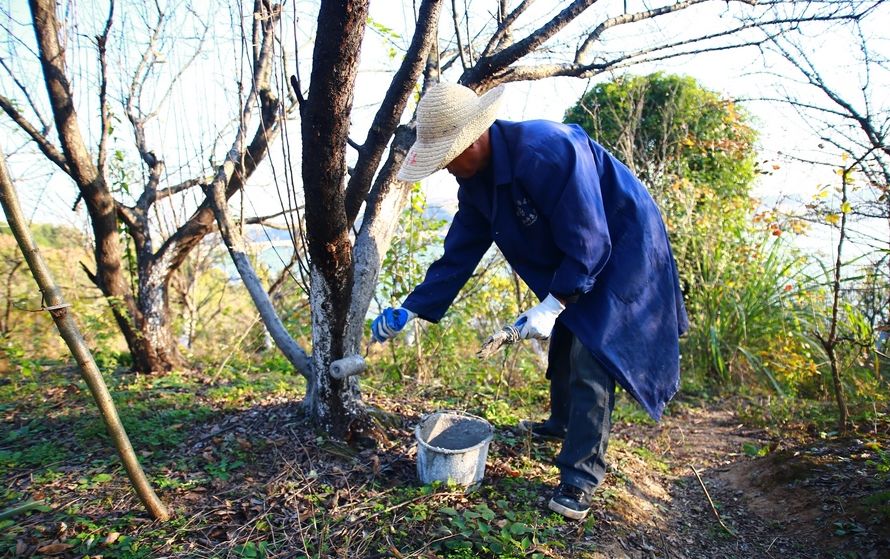 果树冬天用什么涂白剂,果树栽培中涂白剂的作用