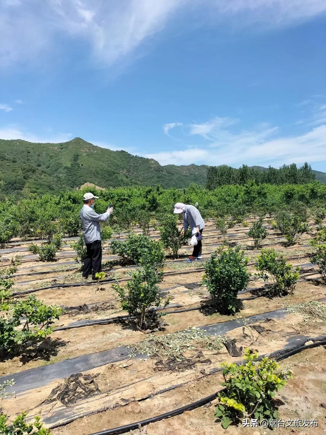 烟台蓝莓采摘园,烟台摘蓝莓的地方