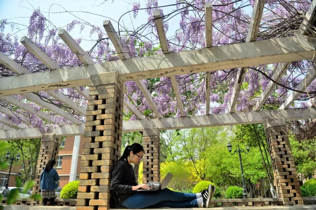 天津除了桃花堤哪里还有桃花,天津看桃花的北运河桃花堤