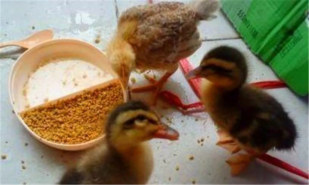 大学生宿舍养猫被发现后猫怎么办,宿舍养猫宿管检查