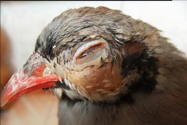 鸡脸肿眼瞎是什么病怎么治,大鸡肿脸肿眼是什么病