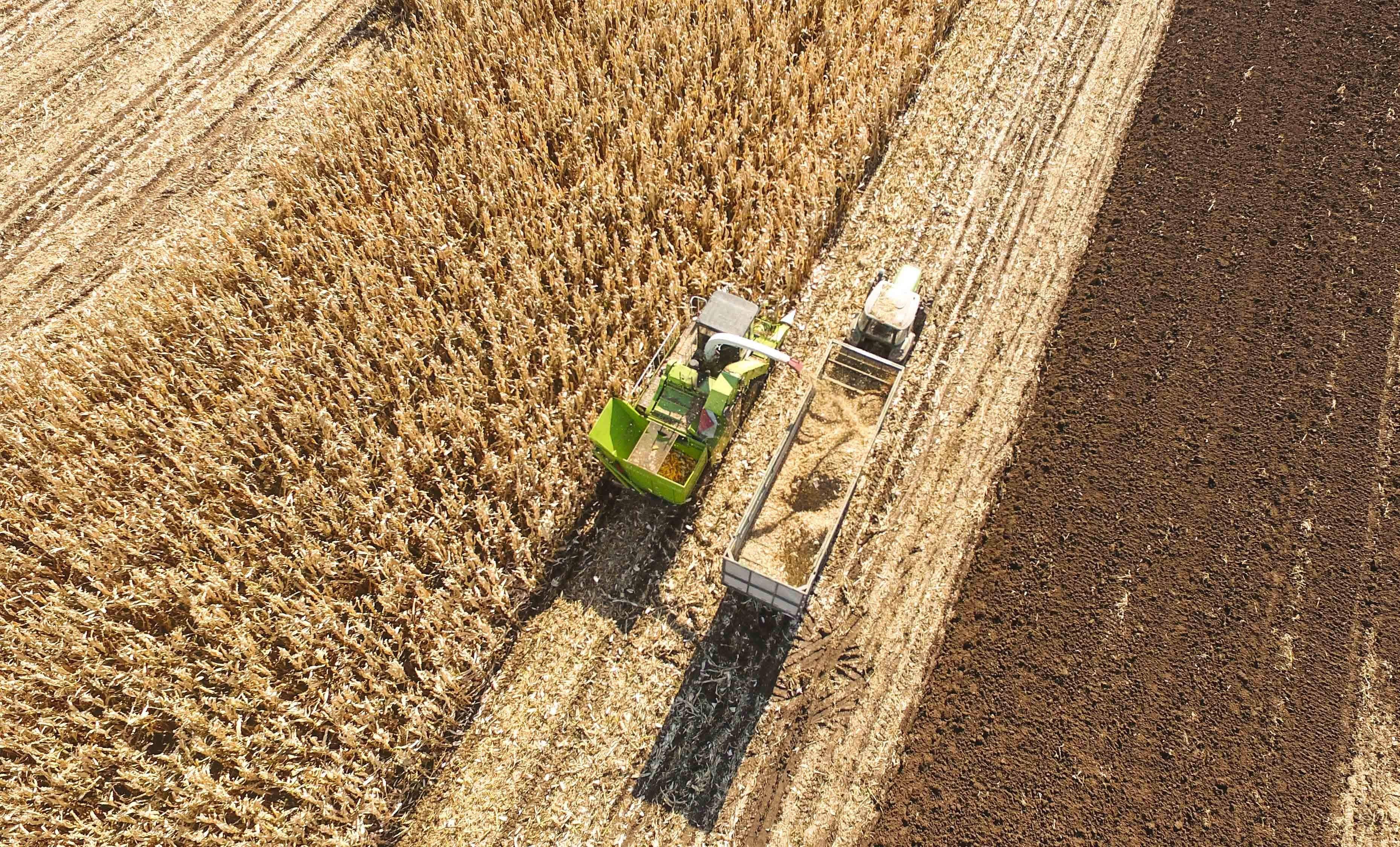 玉米价格持续攀升或破历史高位,2008年玉米价格