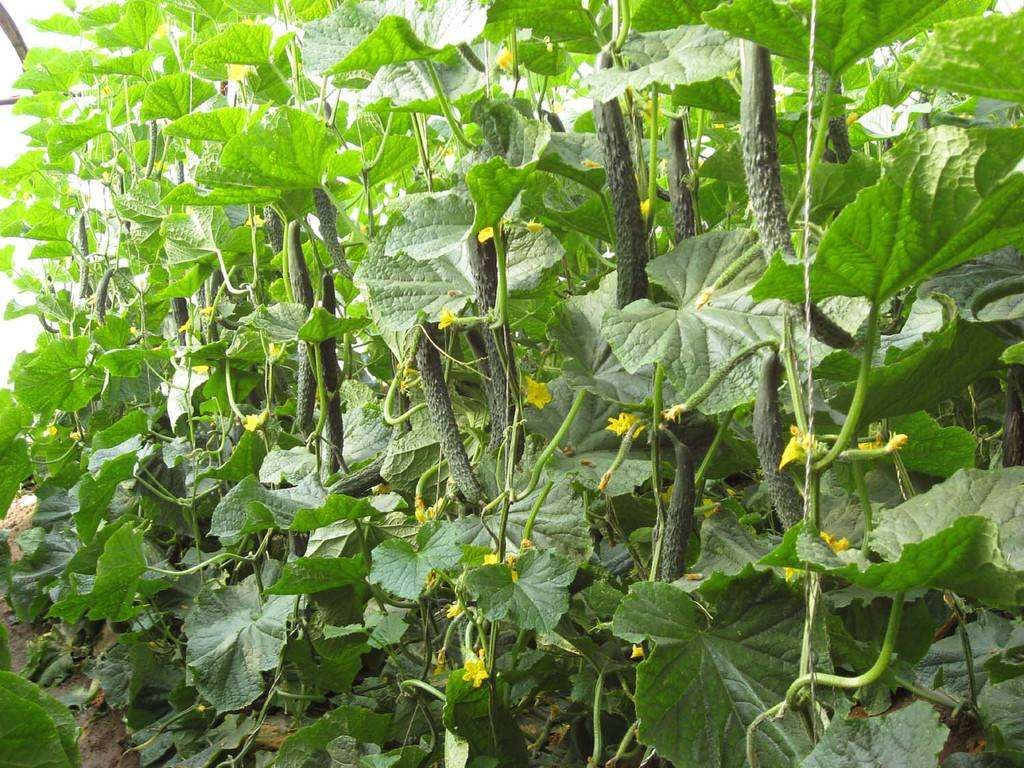 小苏打喷施蔬菜在什么时间喷最好,小苏打叶面肥喷雾蔬菜好吗